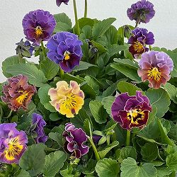 [送料無料]春待ちビオラ　MSKガーデン小輪バタフライフリンジビオラ：エンジェルウィング　パープル3号ポット 24株セット