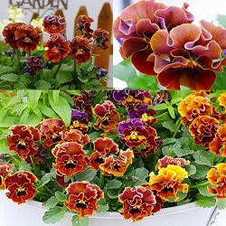 春待ちビオラ　MSKガーデン小輪バタフライフリンジビオラ：エンジェルウィング　マロン3号ポット 6株セット