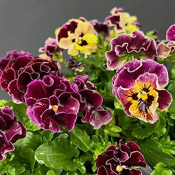 春待ちビオラ　MSKガーデン小輪フリンジパンジー：ミューズ　スカーレットバイカラーアソート3号ポット 6株セット