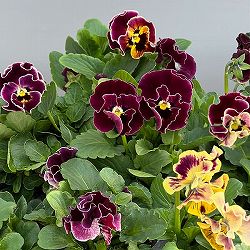 [送料無料]春待ちビオラ　MSKガーデン小輪フリンジパンジー：ミューズ　スカーレットバイカラーアソート3号ポット 12株セット