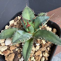 アガベ：チタノタ　姫巌竜　4号鉢植え25-01