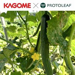 [26年5月中下旬予約]キュウリ：カゴメ　育つのが早い　きゅうりそうまくん自根苗3号ポット 12株セット