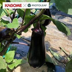 [26年5月中下旬予約]ナス：カゴメ　紫中長ナス　すなお自根苗3号ポット* 6株セット