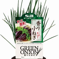 [26年4月下旬予約]S＆B香り香り小ねぎ3号ポット