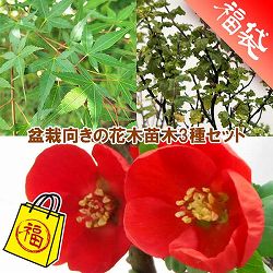 盆栽向きの花木苗木3種セット