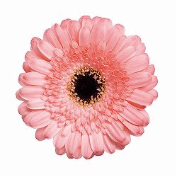 ガーデンガーベラ（ガルビネア）：スイート　ペストリー3.5号ポット