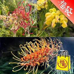花がよく咲くグレビレア3種セット