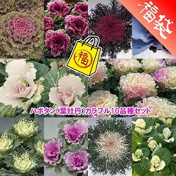 ハボタン（葉牡丹）カラフル10品種セット