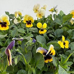 見元園芸さんのビオラ：トルニー（イエロー系）3.5号ポット 3株セット