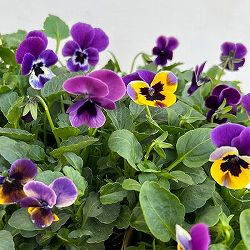 見元園芸さんのビオラ：トルニー（パープル系）3.5号ポット 3株セット