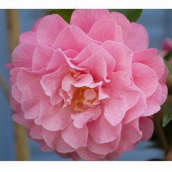 椿（ツバキ）：シルミッチェル　4号ポット