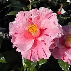 椿（ツバキ）：チャールズヘンティー　4号ポット