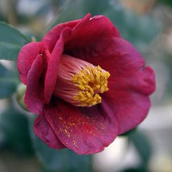 椿（ツバキ）：紺秋（コンシュウ）　4号ポット