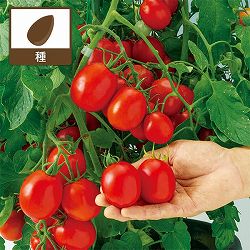トマト：すずこま　の種[野菜タネ]