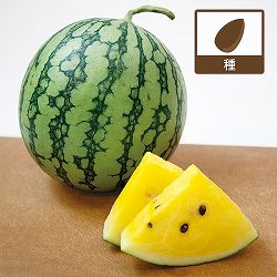 スイカ：ひよこひめ（黄小玉西瓜）[鮮やかな黄肉の小玉スイカ　野菜タネ]