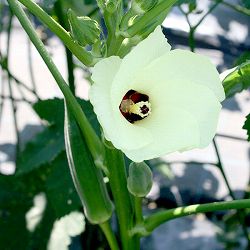 [26年4月下旬予約]おうち野菜オクラ：満天(R)3号ポット自根苗 6株セット