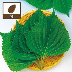 シソ：えごま（白種子）[葉は韓国料理や焼肉のお供に・実はえごま味噌やゴマ同様に利用できる 野菜タネ]