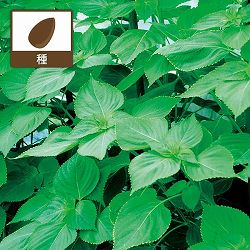 シソ：えごま（黒種子）[葉は韓国料理や焼肉のお供に・実はえごま味噌やゴマ同様に利用できる 野菜タネ]