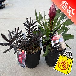 人気オージーセット（プロテアリトルプリンス＆黒リューカ）５号