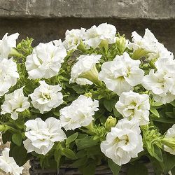 [26年4月上旬予約]ペチュニア：ギュギュ　ダブルホワイト3号ポット*