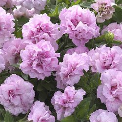 [26年4月上旬予約]ペチュニア：ギュギュ　ダブルピンク3号ポット