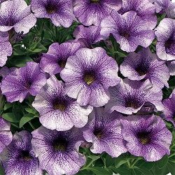 カリブラコア×ペチュニア：パワーシスターズ　ヴィッキーバイオレット3号ポット