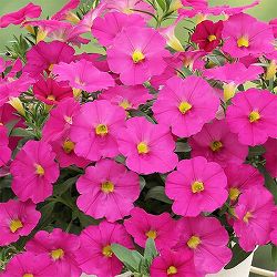 カリブラコア×ペチュニア：パワーシスターズ　プリティーピンク3号ポット