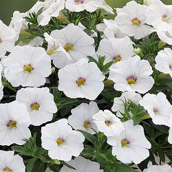 カリブラコア×ペチュニア：パワーシスターズ　ウエンディホワイト3号ポット