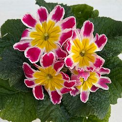 プリムラ： スターフィーバー　ピンク3-3.5号ポット 3株セット