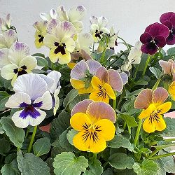 ビオラ：ビオリーナ　トルニー系ミックス3.5号ポット 6株セット