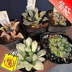 ハオルチア：福袋Bセット（5株セット）