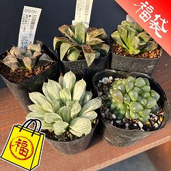 ハオルチア：福袋Cセット（5株セット）