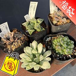 ハオルチア：福袋Dセット（5株セット）