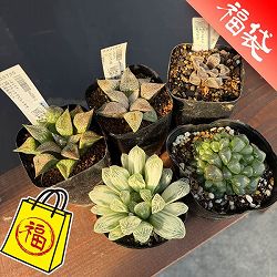 ハオルチア：福袋Eセット（5株セット）
