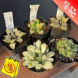 ハオルチア：福袋Fセット（5株セット）