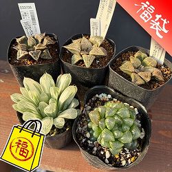 ハオルチア：福袋Gセット（5株セット）