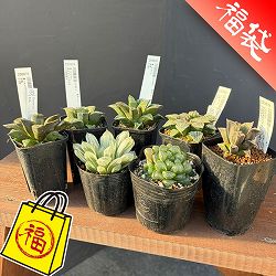 ハオルチア：福袋Hセット（7株セット）