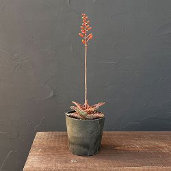 アロエ：オリジナルハイブリット　3号鉢植え25-01