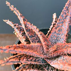 アロエ：オリジナルハイブリット　3号鉢植え25-02