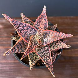 アロエ：オリジナルハイブリット　3号鉢植え25-03