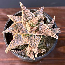 アロエ：オリジナルハイブリット　3号鉢植え25-04