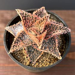 アロエ：オリジナルハイブリット　3号鉢植え25-05