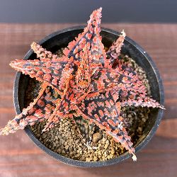 アロエ：オリジナルハイブリット　3号鉢植え25-07