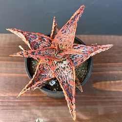 アロエ：オリジナルハイブリット　3号鉢植え25-08