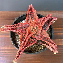 アロエ：オリジナルハイブリット　3号鉢植え25-09