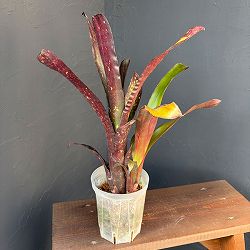 ビルベルギア：オリジナルハイブリット　4号鉢植え*