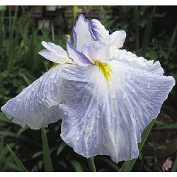 [26年4月上旬予約]ハナショウブ(花菖蒲)：青水巴（アオスイハ）4号ポット