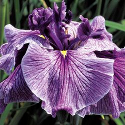 [26年4月上旬予約]ハナショウブ(花菖蒲)：稲妻（イナヅマ）4号ポット