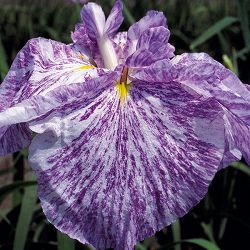 [26年4月上旬予約]ハナショウブ(花菖蒲)：七福神（シチフクジンン）4号ポット