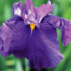 [26年4月上旬予約]ハナショウブ(花菖蒲)：新紫式部（シンムラサキシキブ）4号ポット